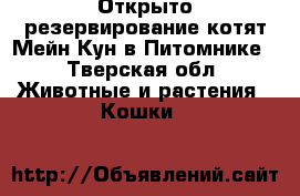 Открыто резервирование котят Мейн Кун в Питомнике - Тверская обл. Животные и растения » Кошки   